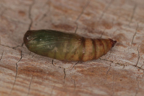 Idaea aureolaria: Bild 52