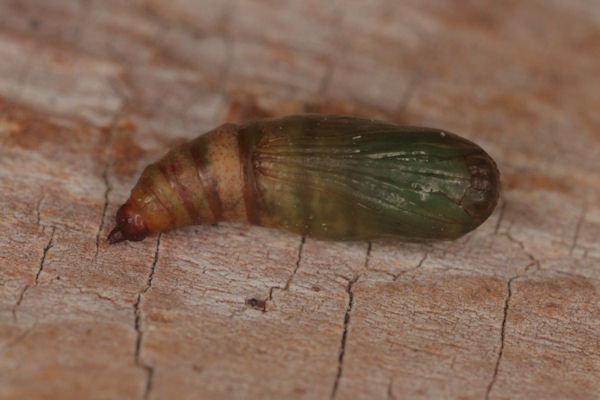 Idaea aureolaria: Bild 53