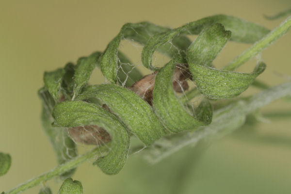 Idaea aureolaria: Bild 55