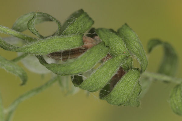 Idaea aureolaria: Bild 56