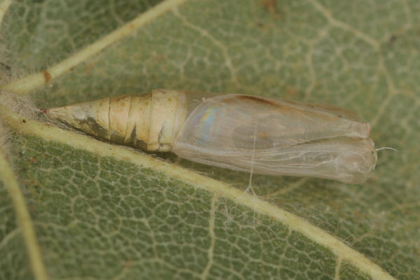 Cyclophora annularia: Bild 50