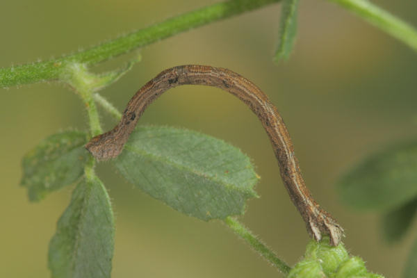 Rhodostrophia calabra: Bild 36