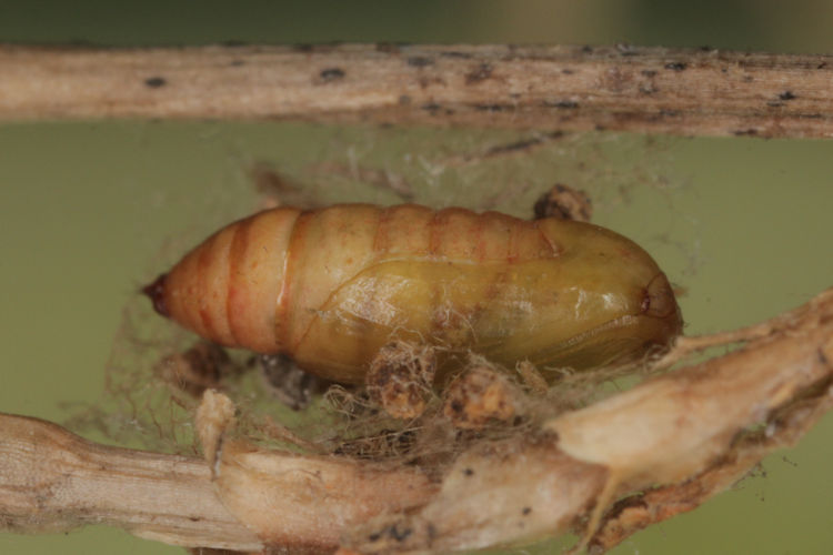 Idaea elongaria: Bild 24