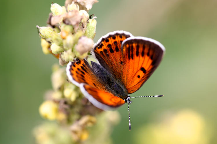 Lycaena candens: Bild 3