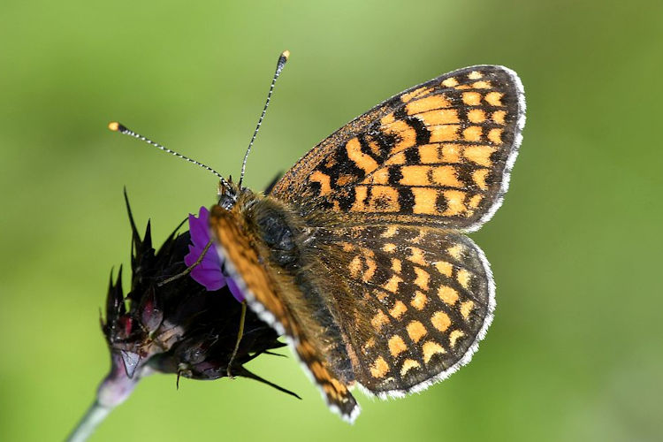 Melitaea ornata kovacsi: Bild 2