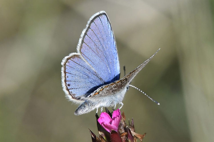 Kretania sephirus: Bild 2