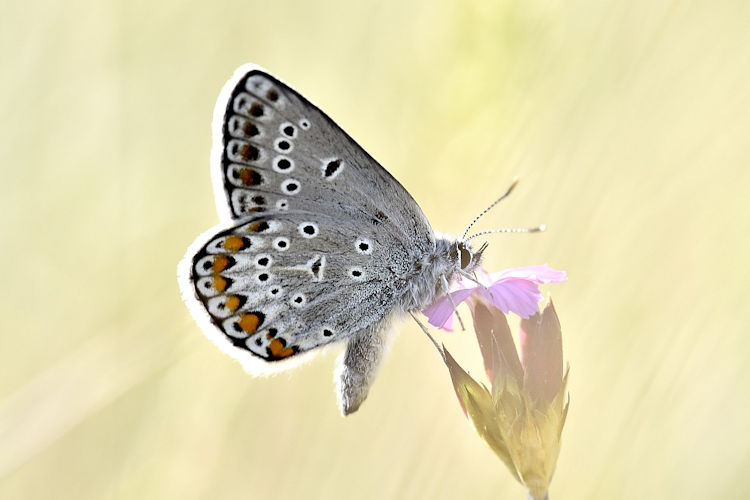 Kretania sephirus: Bild 11