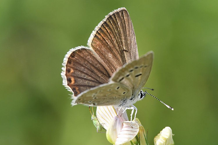 Polyommatus admetus: Bild 1