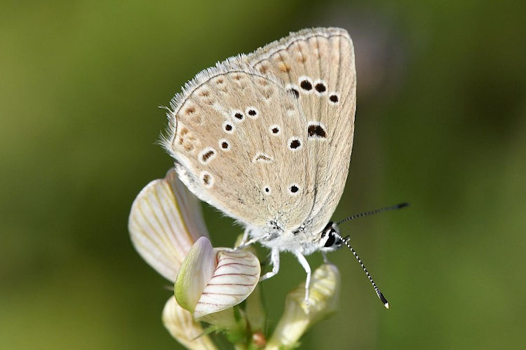 Polyommatus admetus: Bild 2