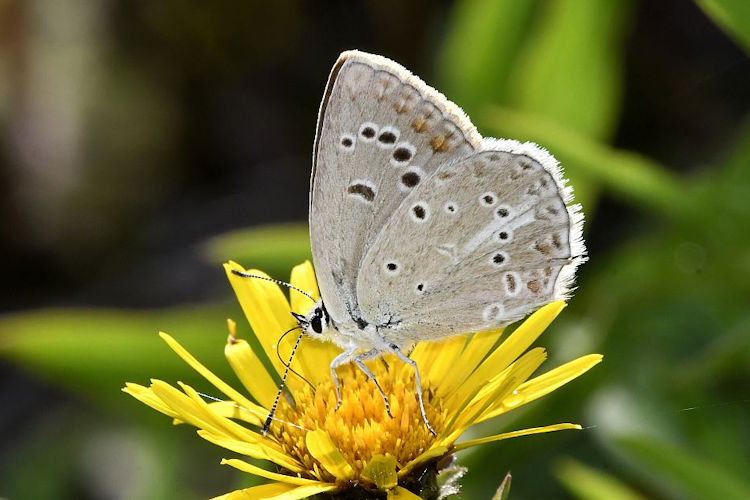 Polyommatus admetus: Bild 3