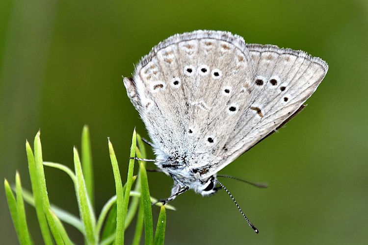 Polyommatus admetus: Bild 4