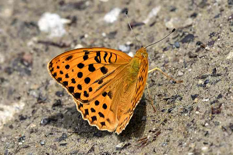 Argynnis laodice: Bild 1