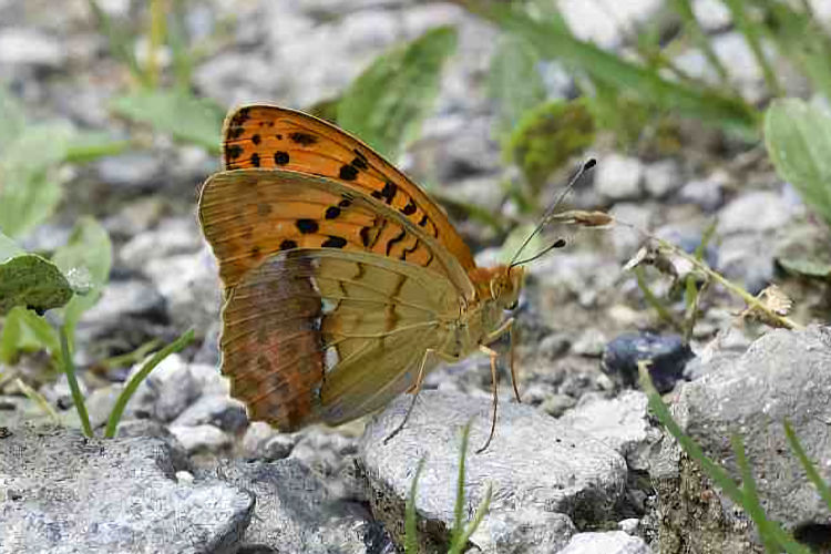 Argynnis laodice: Bild 3