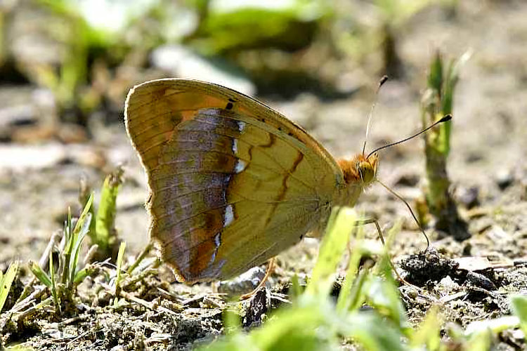 Argynnis laodice: Bild 4