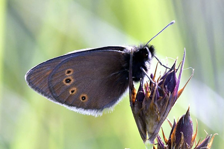 Erebia orientalis: Bild 6