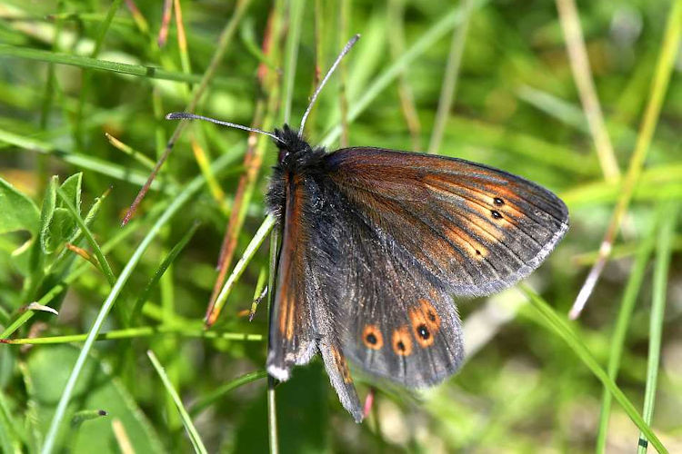 Erebia orientalis: Bild 3