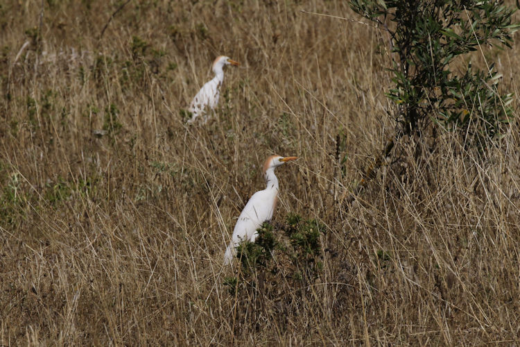 Bubulcus ibis: Bild 7