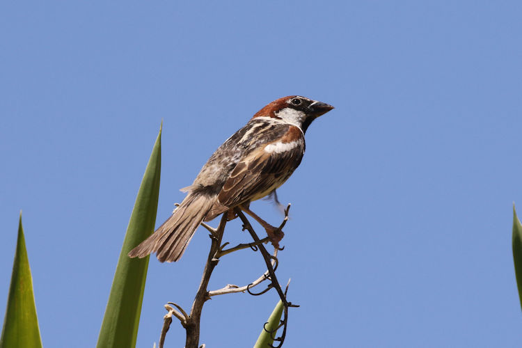 Passer hispaniolensis: Bild 2