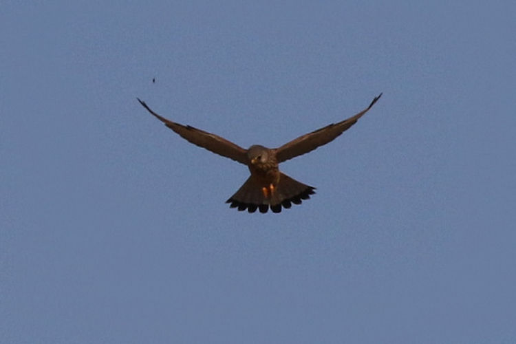 Falco tinnunculus: Bild 2