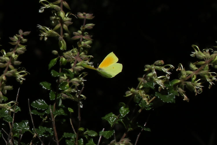 Gonepteryx cleopatra italica: Bild 3