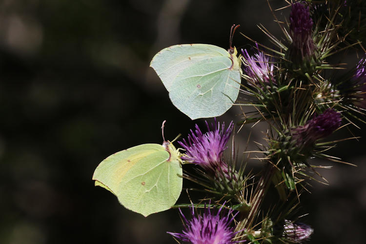 Gonepteryx cleopatra italica: Bild 25