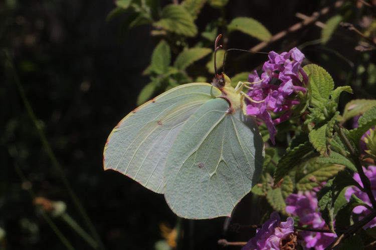 Gonepteryx cleopatra italica: Bild 26