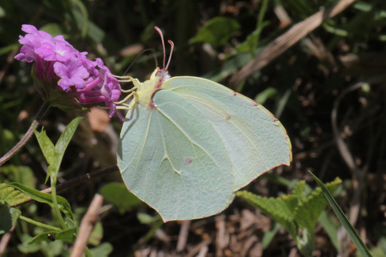 Gonepteryx cleopatra italica: Bild 27