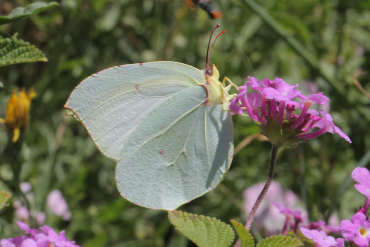 Gonepteryx cleopatra italica: Bild 28