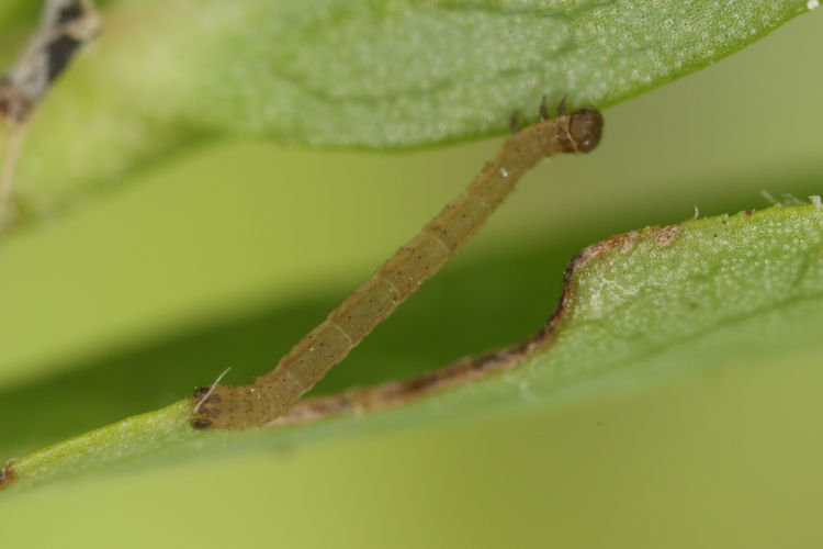 Xanthorhoe incursata altarhaetica: Bild 4