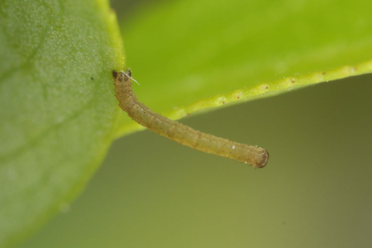 Xanthorhoe incursata altarhaetica: Bild 9