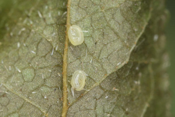 Hydria undulata: Bild 1