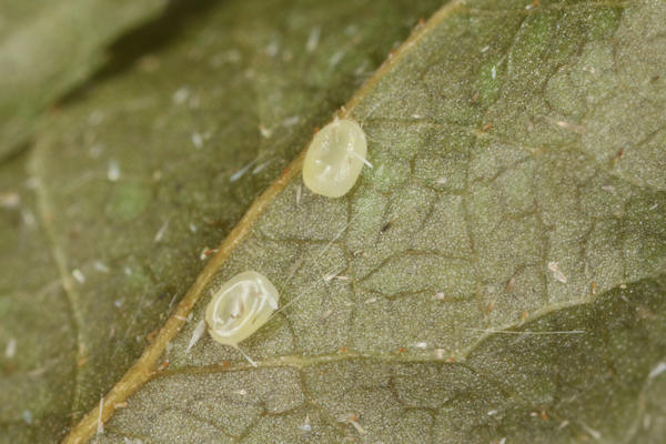 Hydria undulata: Bild 2