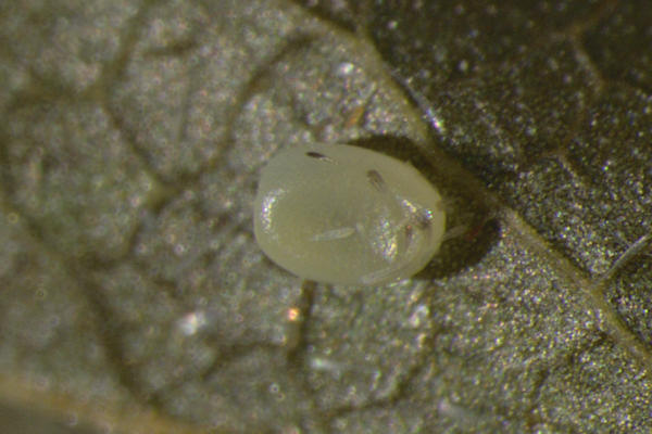 Hydria undulata: Bild 4