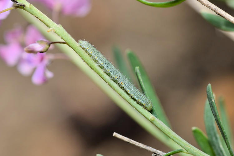 Pieris ergane elbursina: Bild 4