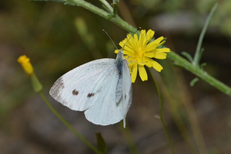 Pieris napi mazandarana: Bild 1