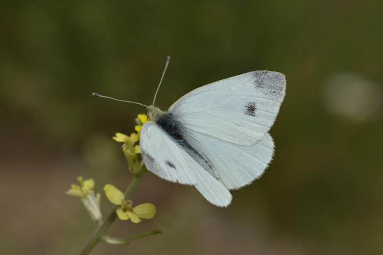 Pieris ergane elbursina: Bild 1