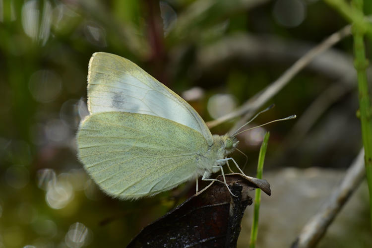 Pieris ergane elbursina: Bild 2