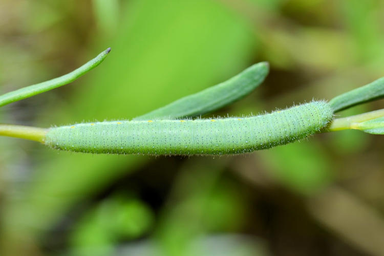 Pieris ergane elbursina: Bild 6