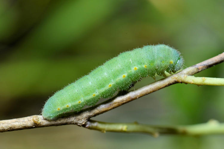 Pieris ergane elbursina: Bild 8