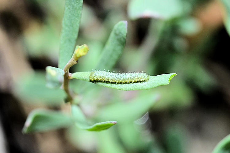 Pieris ergane elbursina: Bild 3