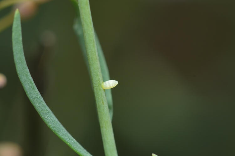 Pieris ergane elbursina: Bild 1