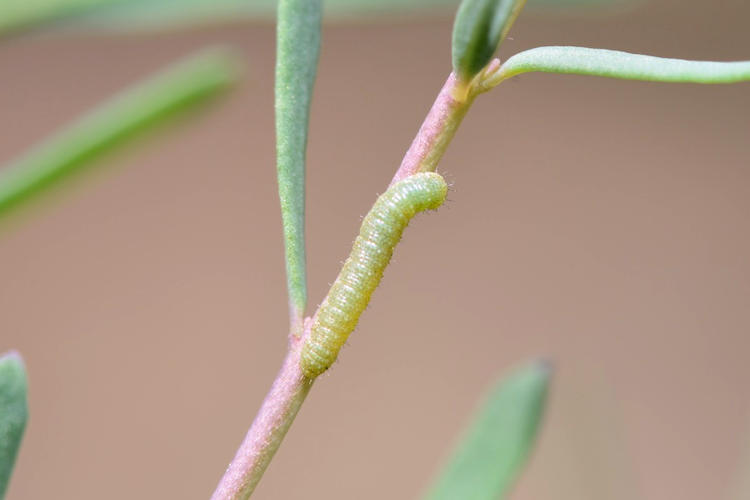 Pieris ergane elbursina: Bild 2