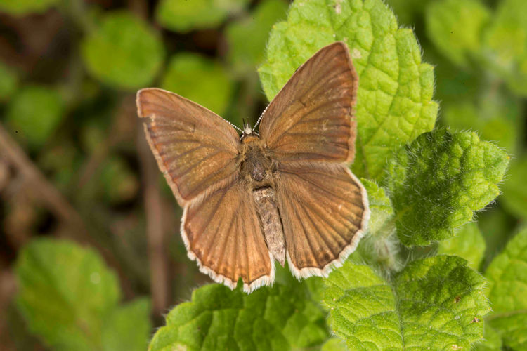 Idaea serpentata: Bild 6