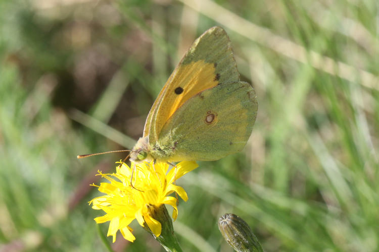 Colias crocea: Bild 13