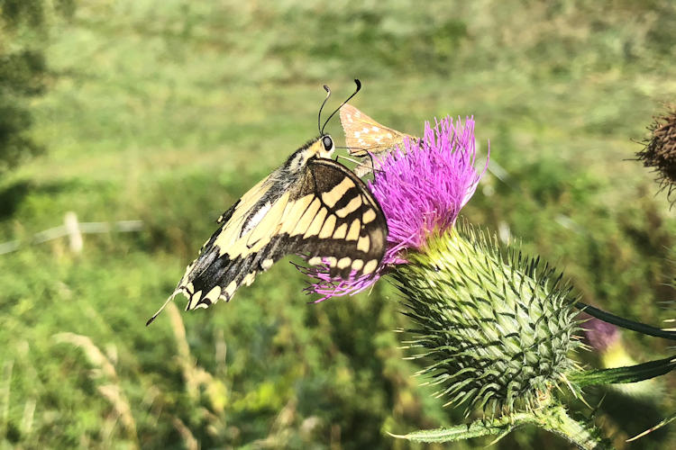 Papilio machaon: Bild 11