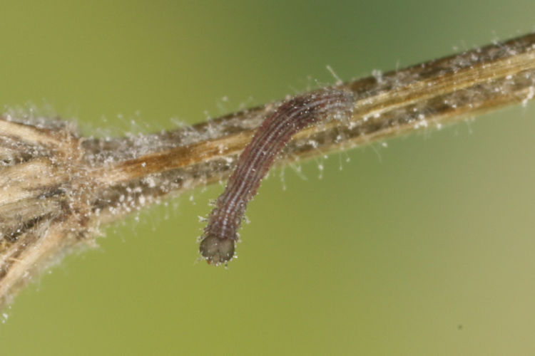 Idaea flaveolaria: Bild 2