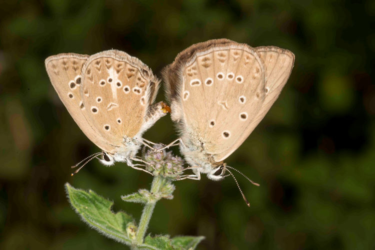 Idaea serpentata: Bild 8