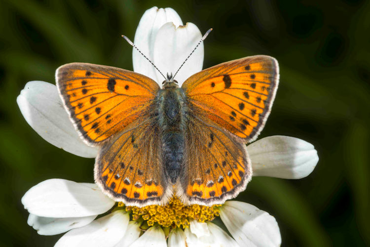 Idaea serpentata: Bild 12