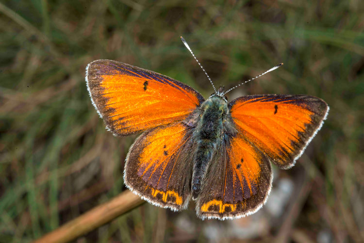 Idaea serpentata: Bild 20