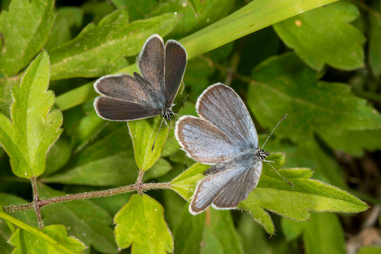 Idaea serpentata: Bild 21